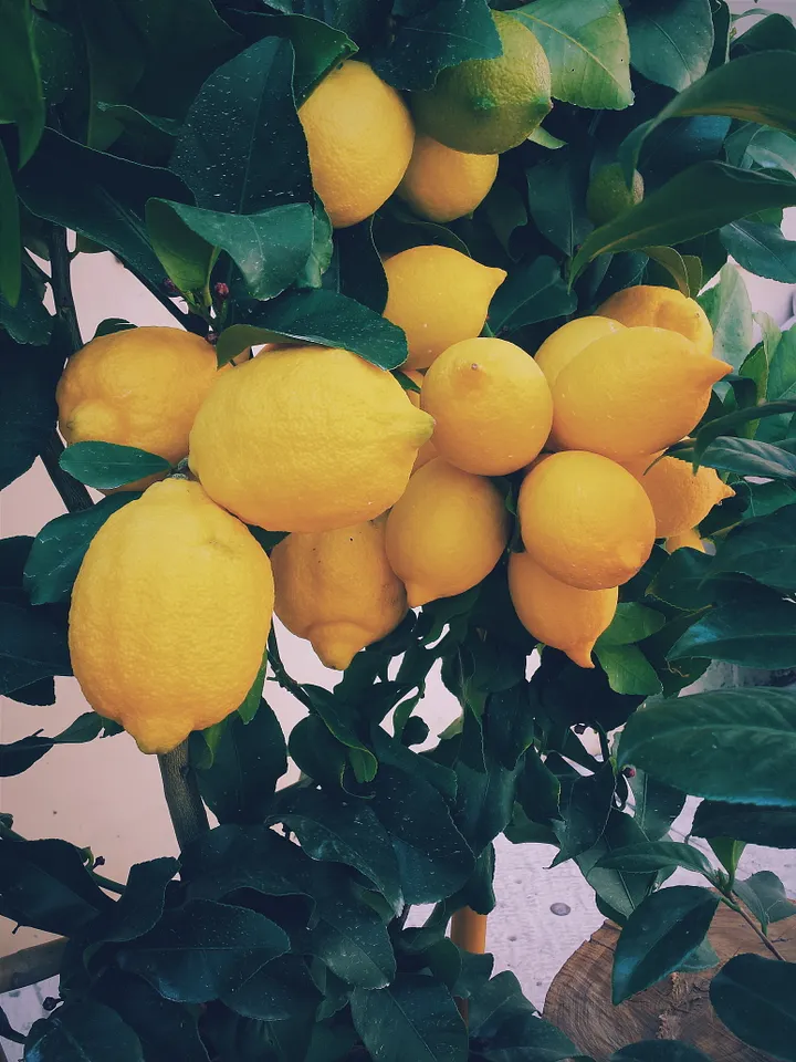 I Drank Lukewarm Lemon (Fresh) Water Daily for 32 Days